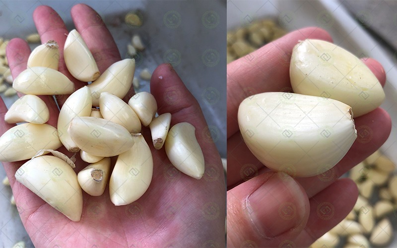 automatic continuous garlic clove peeling production line
