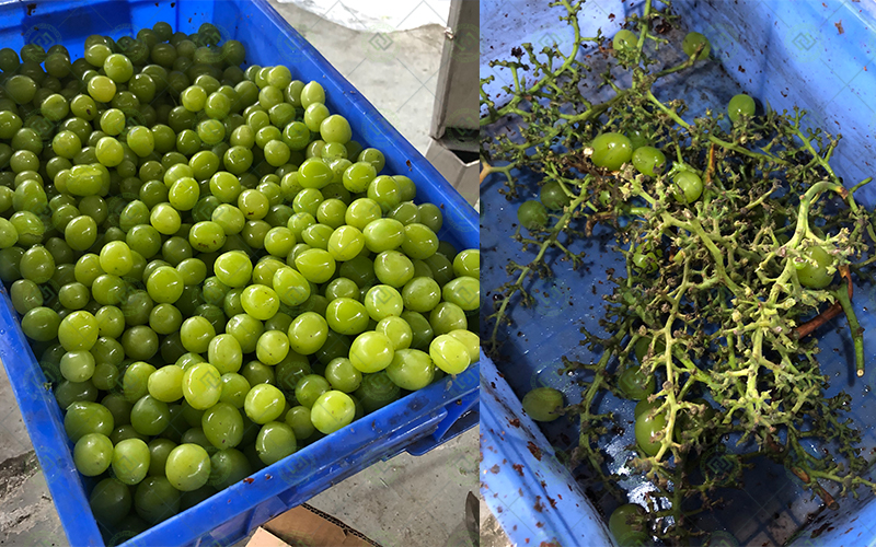 Grape Stem Removing Machine Grape Stem Removing Machine
