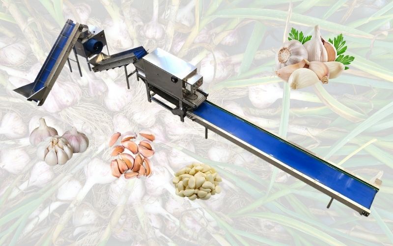 Industrial Garlic Peeling Packaging Processing Line Solution